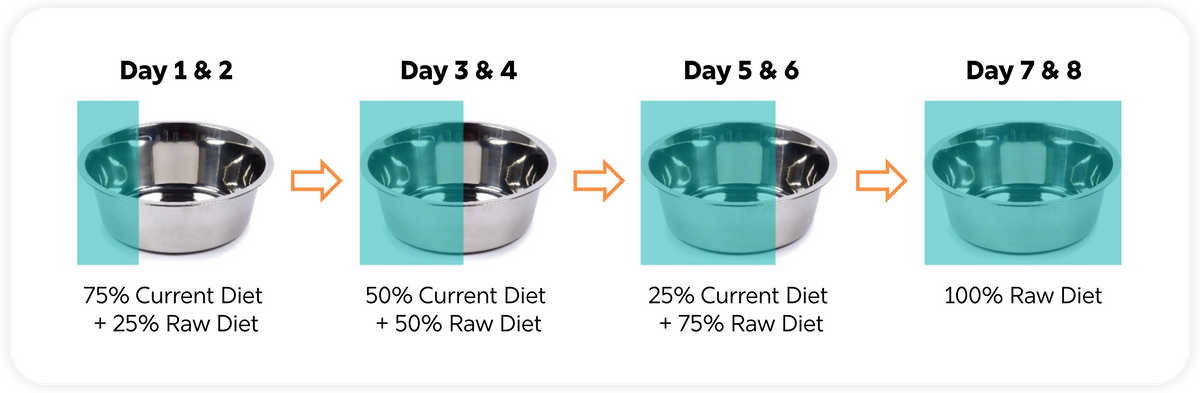 How to feed raw guide