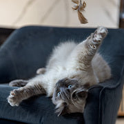 Senior cat