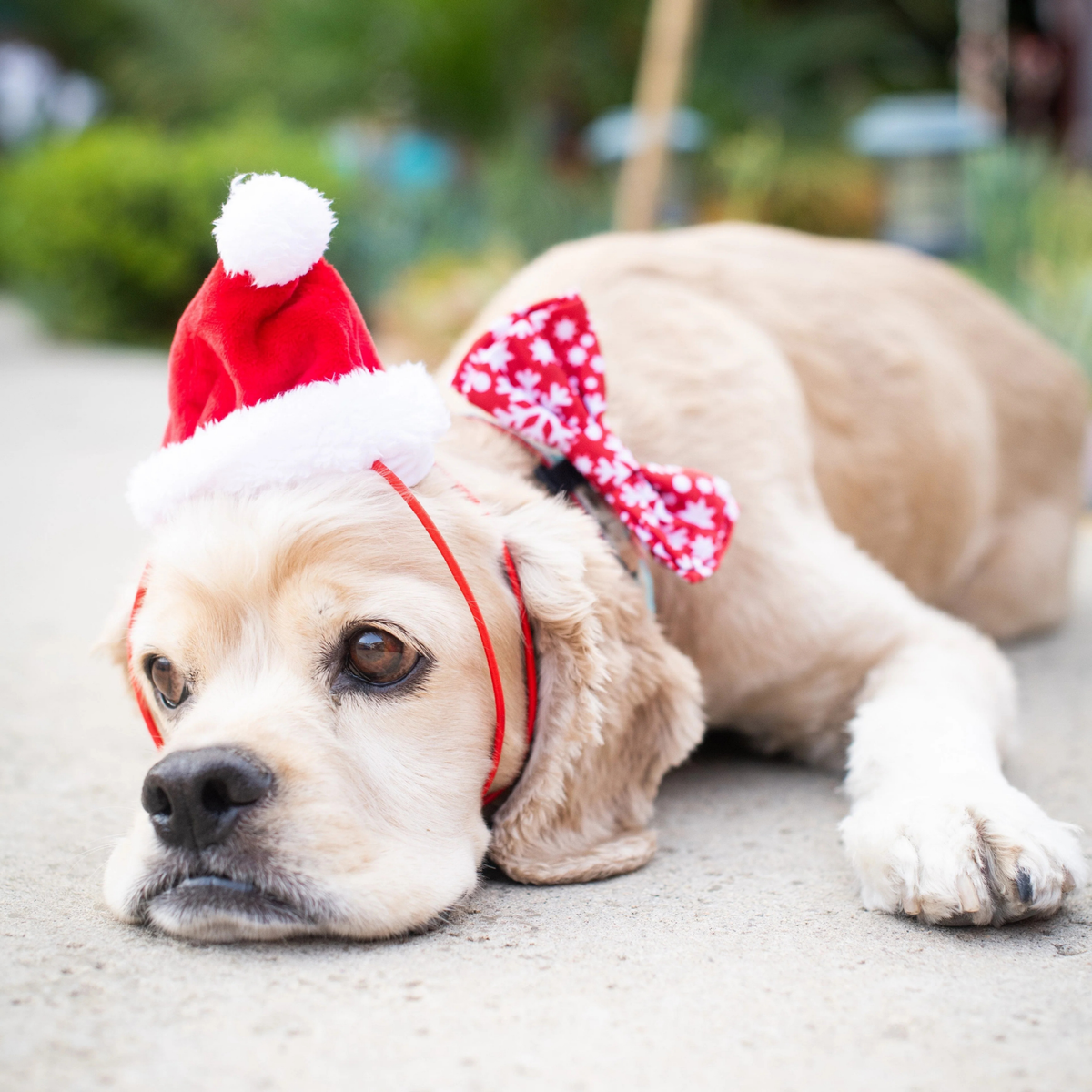 Huxley & Kent Holiday Santa Hat Pet Hat