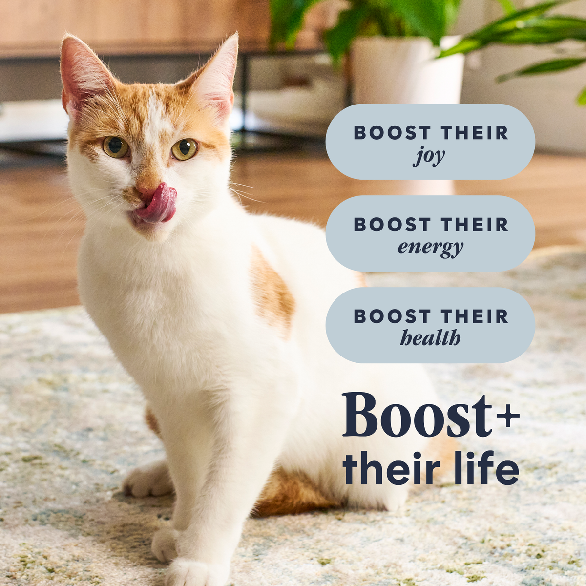 Instinct Raw Boost Grain-Free Recipe with Real Chicken All Life Stages Dry Cat Food 5 lb