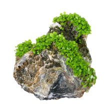 Penn-plax Aqua Floras Seiryu Stone Natural Fish Ornament