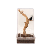 Zoo Med Creatures Jumping Spider Kit 3 x 6 x 6 in