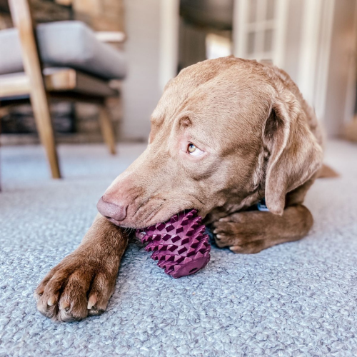 Tall Tails Natural Rubber Pinecone Reward Dog Toy 4 in
