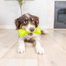 Chuckit! Bonze Crunch Beef-Flavored Crinkle Dog Chew Toy