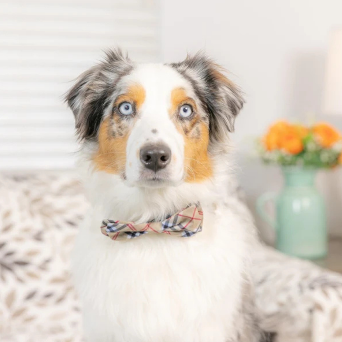 Huxley & Kent High Street Plaid Fall Pet Bow Tie S