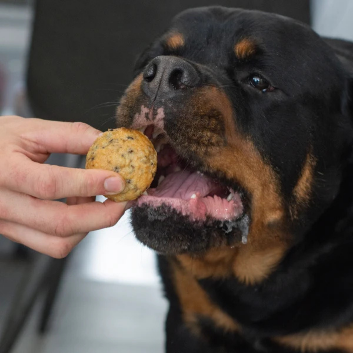 Bosco & Roxy Muffin Like A Good Cup of Joe Dog Treat