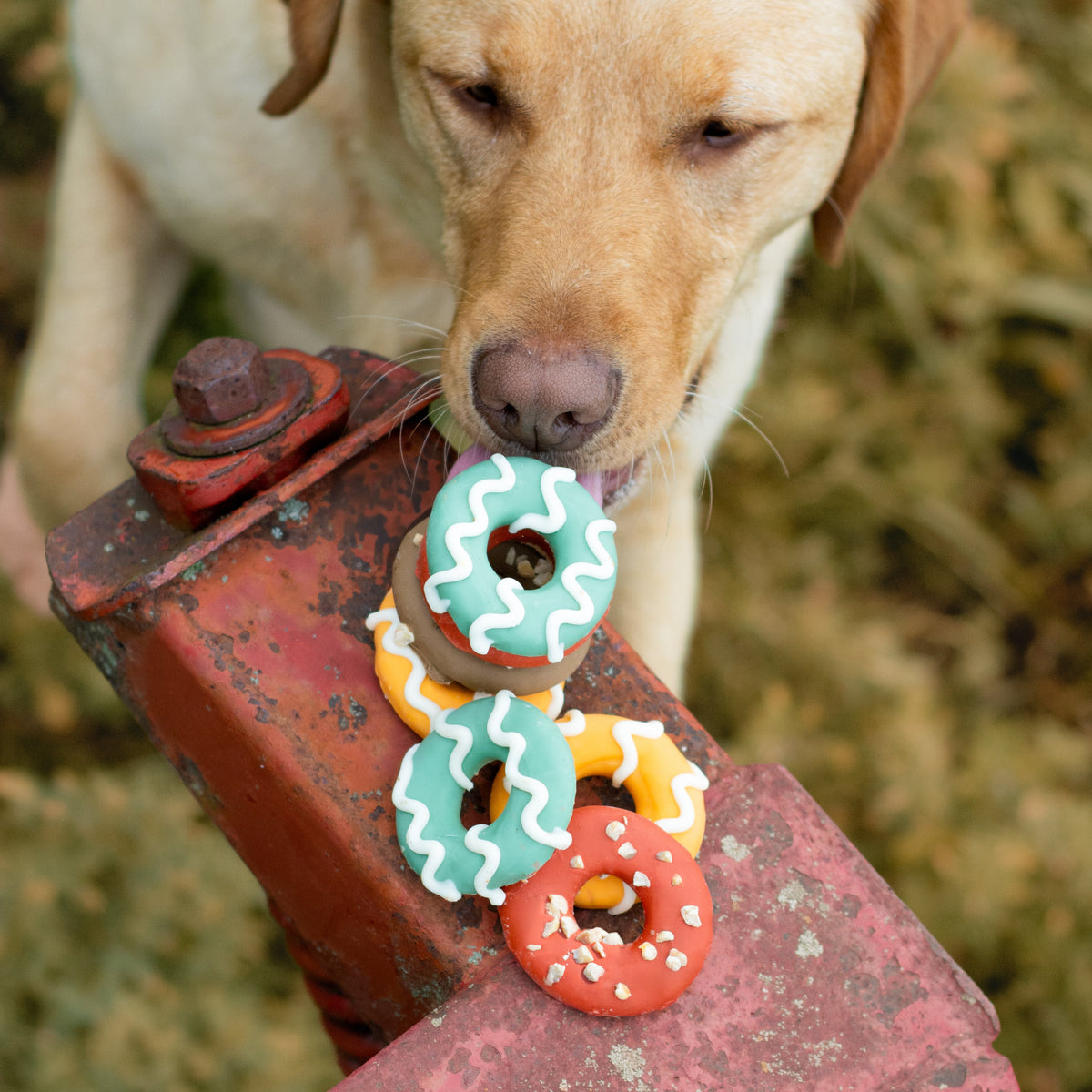 Bosco & Roxy Fall Paw-Tumn Donuts Dog Treat Cookie