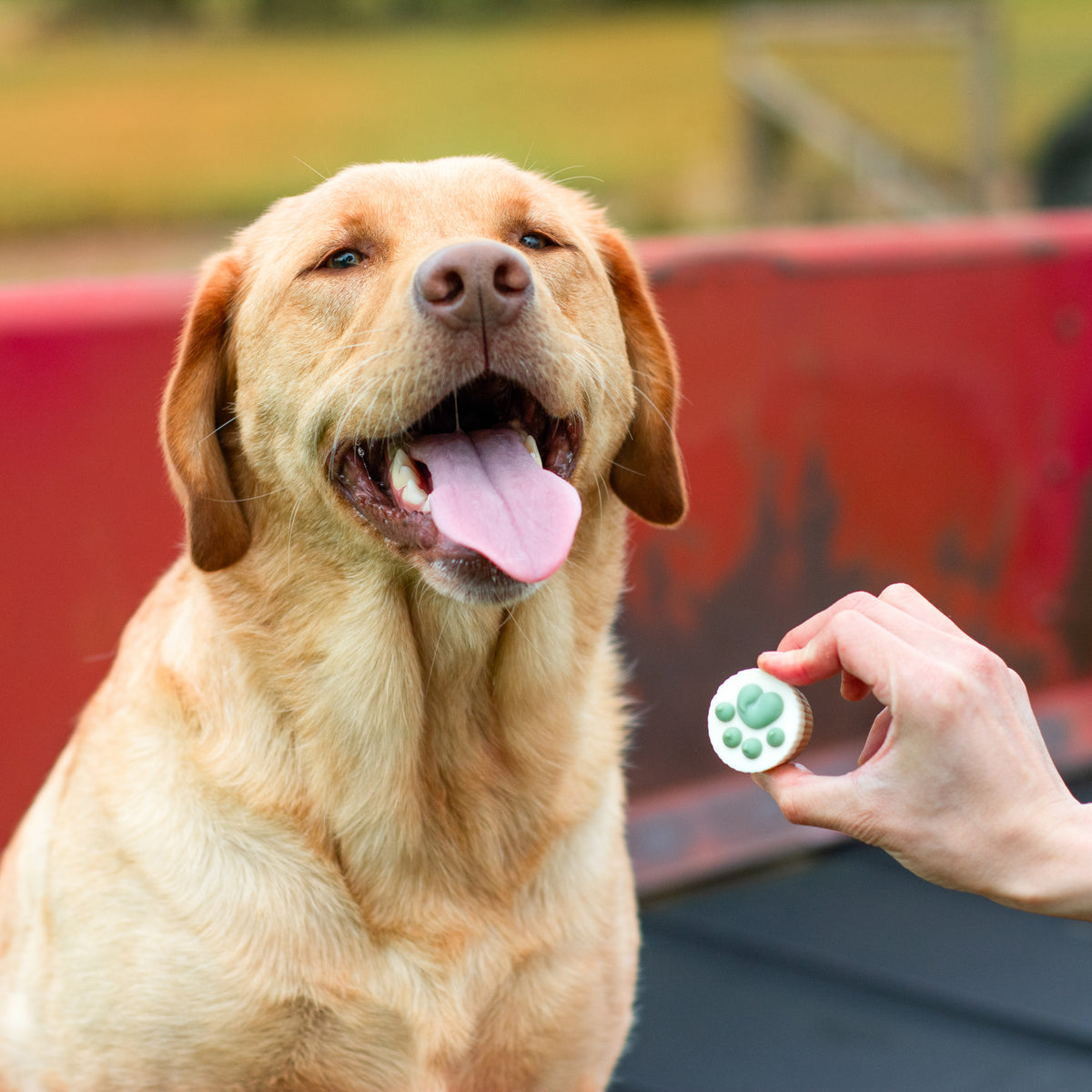 Bosco & Roxy Fall Paw-Kin Dog Treat Cups