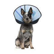 CALM PAWS Soft Calming Recovery Dog E-Collar