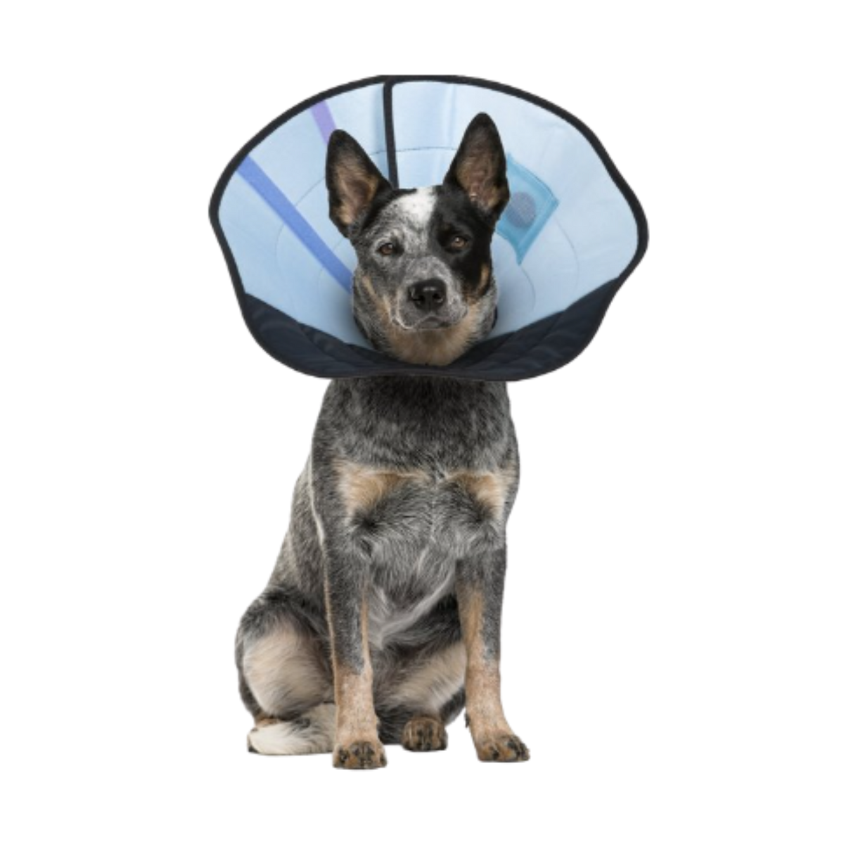 CALM PAWS Soft Calming Recovery Dog E-Collar