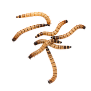 Apet Live Superworms Reptile Food