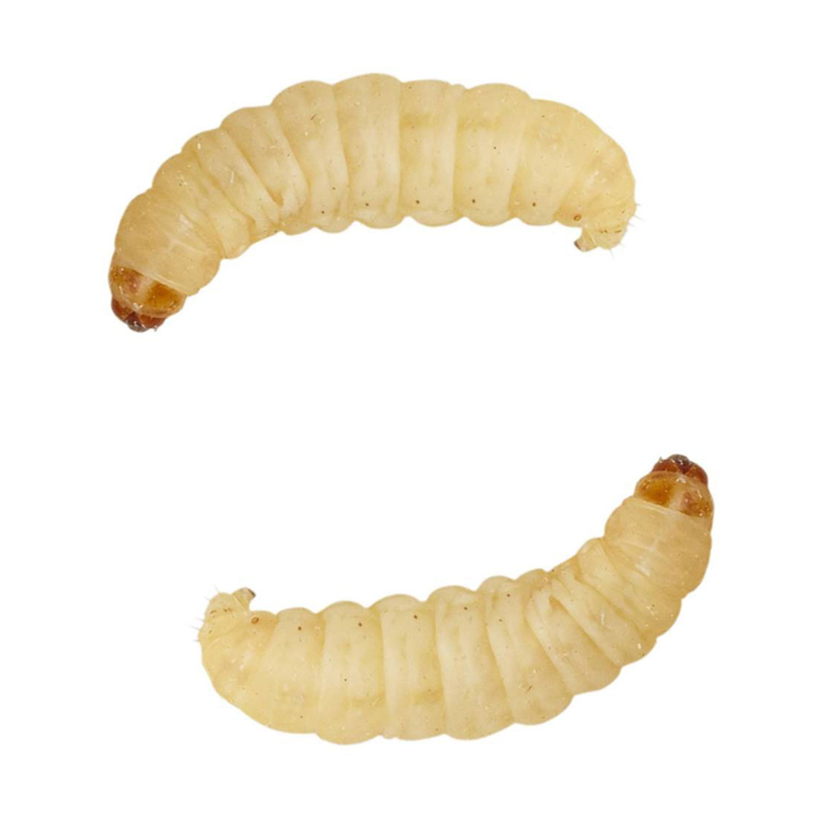 Apet Live Waxworms Reptile Food 50 ct
