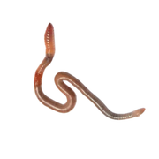 Apet Live Nightcrawler Worms Reptile Food 12 ct