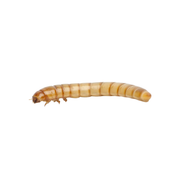 Apet Live Mealworms Reptile Food
