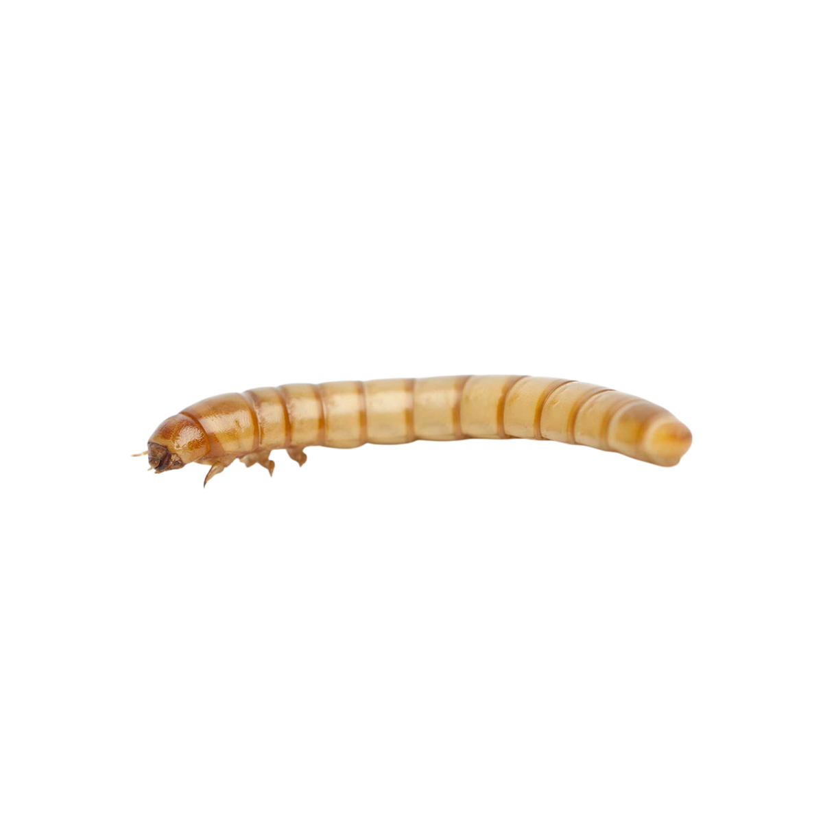 Apet Live Mealworms Reptile Food