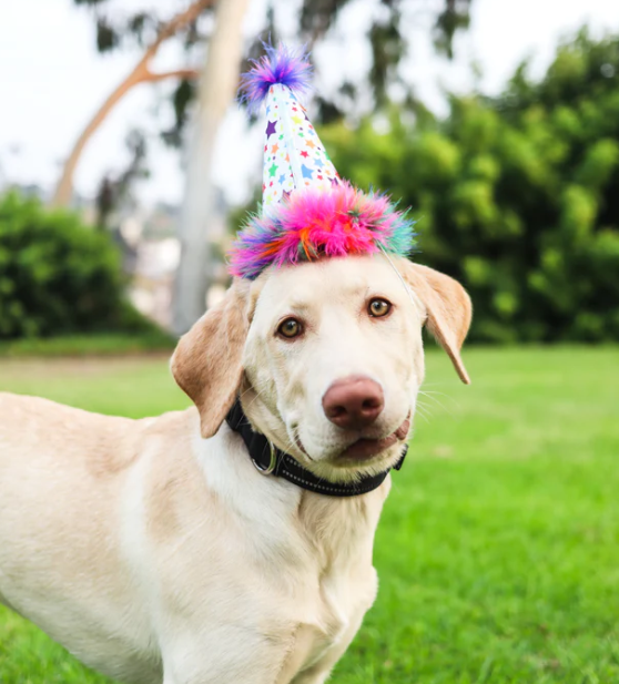 Birthday Superstar Pet Party Hat with Snugfit