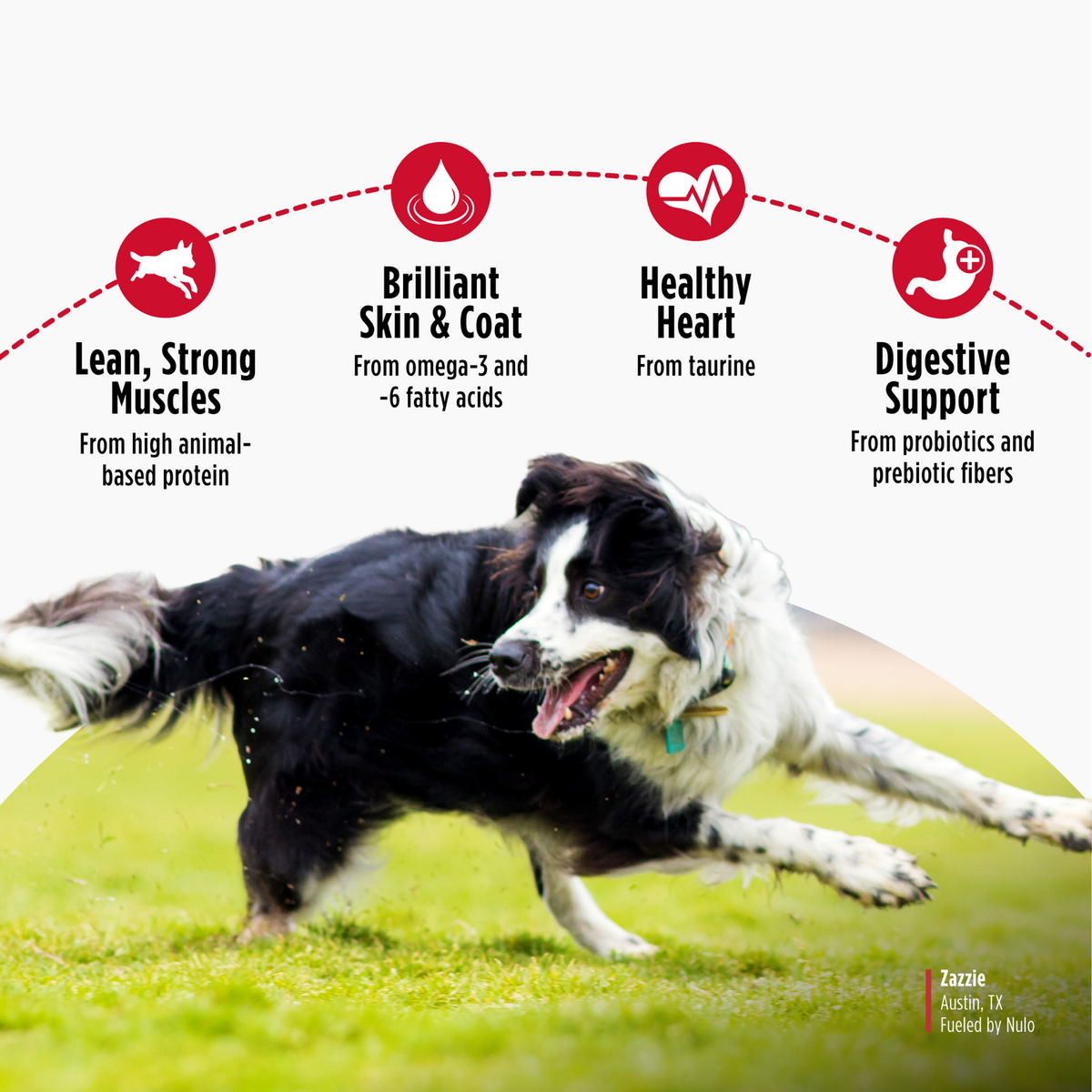 Nulo Freestyle Grain-Free Limited Ingredient Salmon Recipe All Life Stages Dry Dog Food