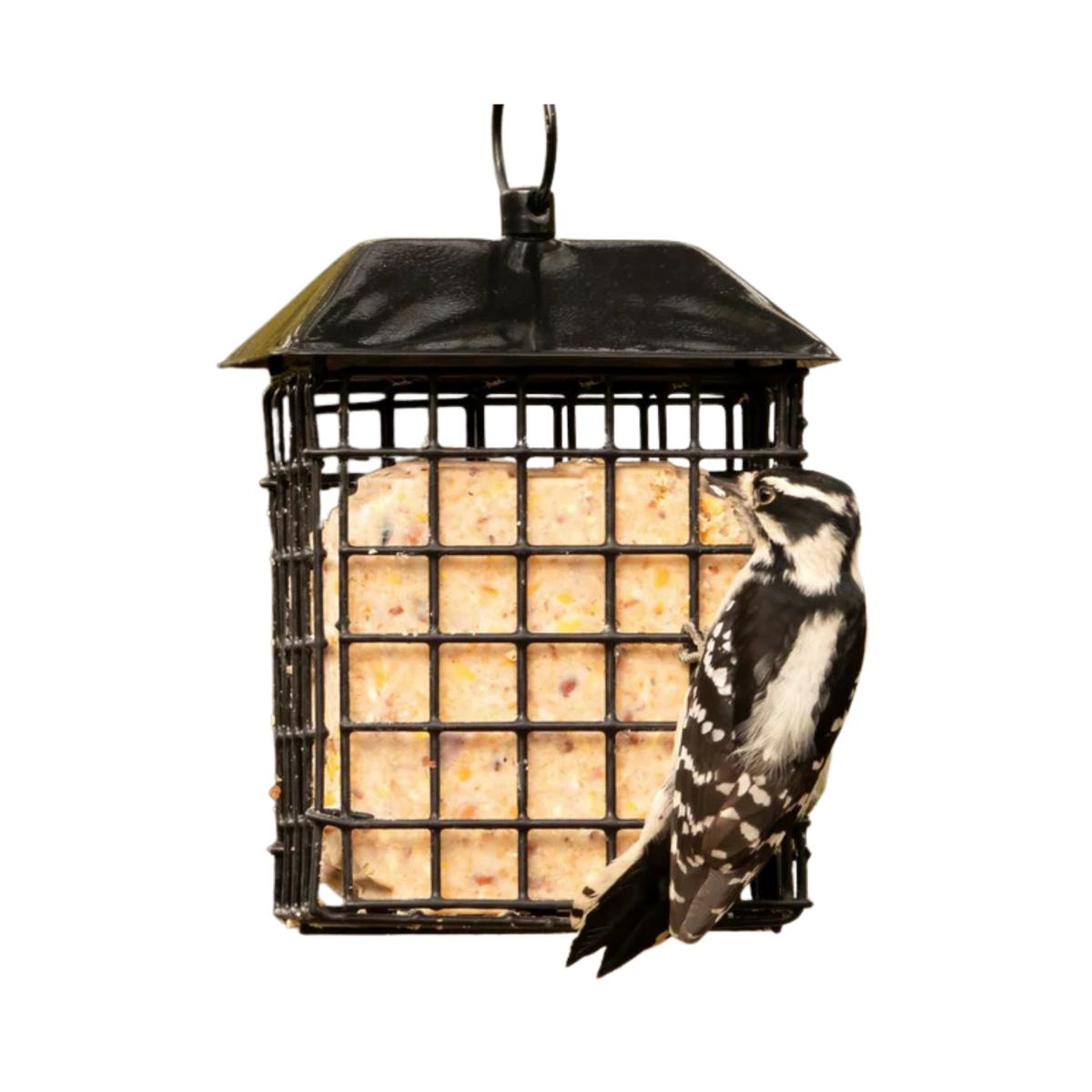 Nature's Way Double Suet Cake Cage Wild Bird Feeder with Roof