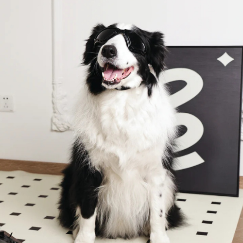 M-Pets Sunny Goggles For Dogs
