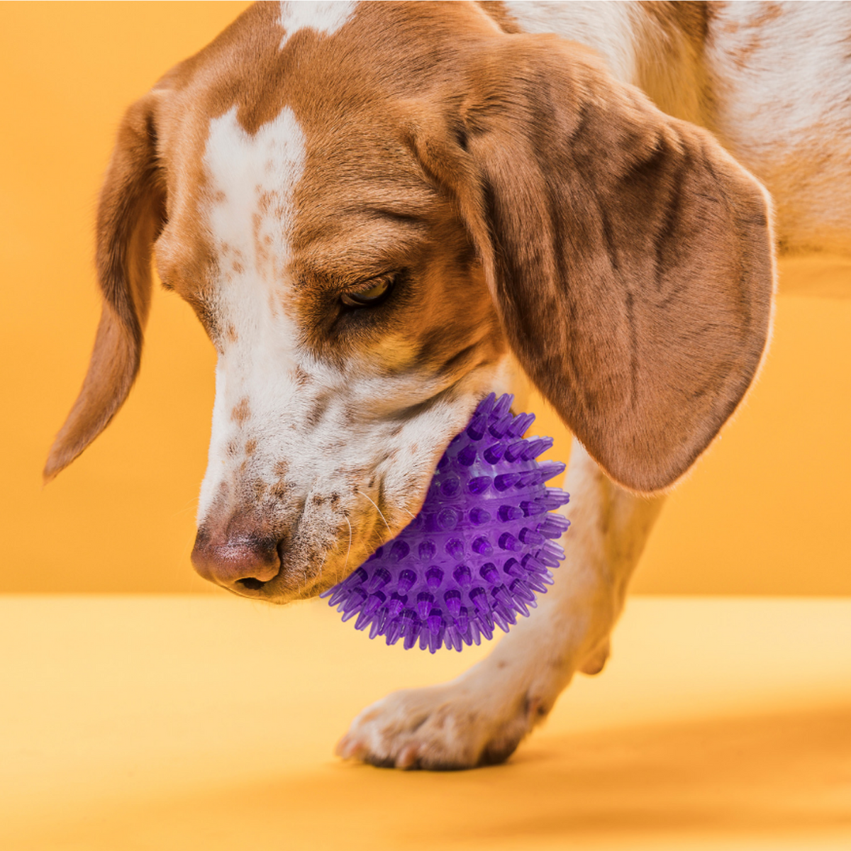 Royal Pet Halloween Squeak & Light Ball Dog Toy