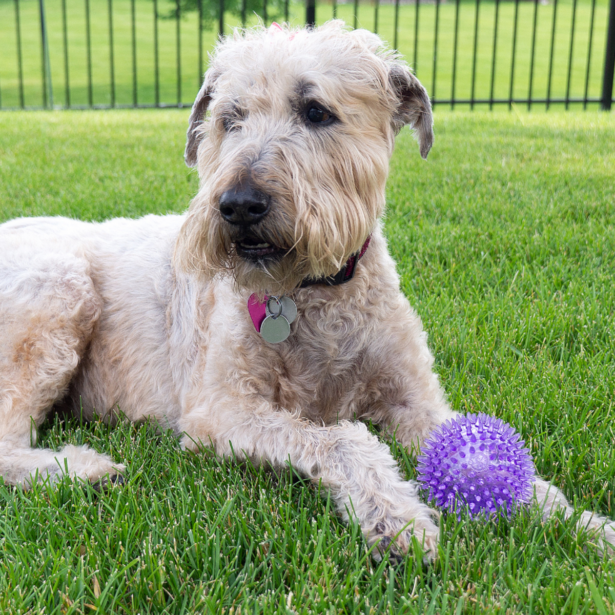 Royal Pet Gnawsome Squeaker Ball Dog Toy