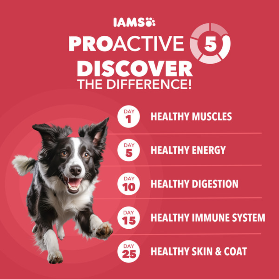 Iams Proactive Health Adult Lamb & Rice Recipe Dry Dog Food