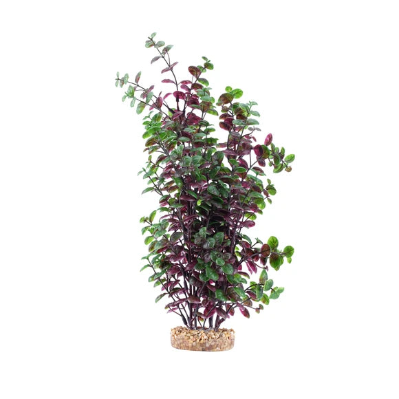 Fluval Red Bacopa Aquarium Plant