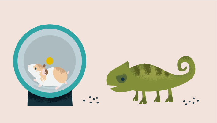 <strong>Small Pet Suite</strong>