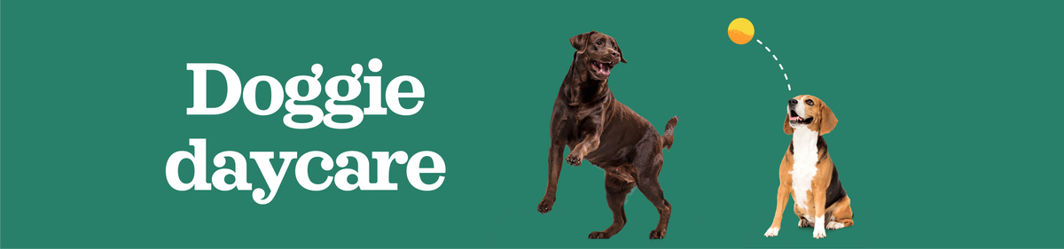 Two dogs playing with a ball, with 'Doggie daycare' text on a green background