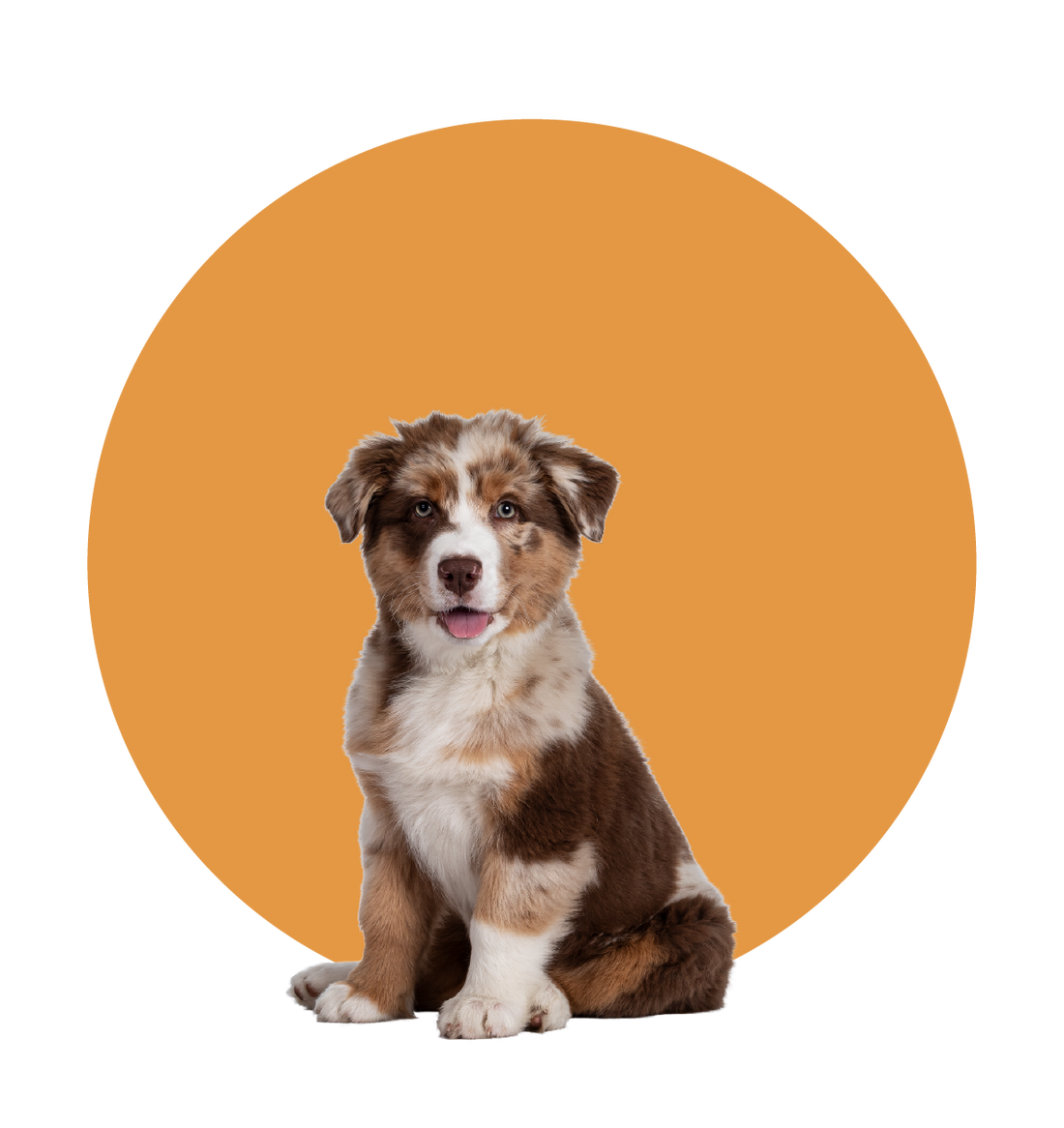 Puppy/Basic