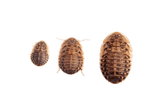 Apet Live Dubia Roaches Reptile Food, 25 ct
