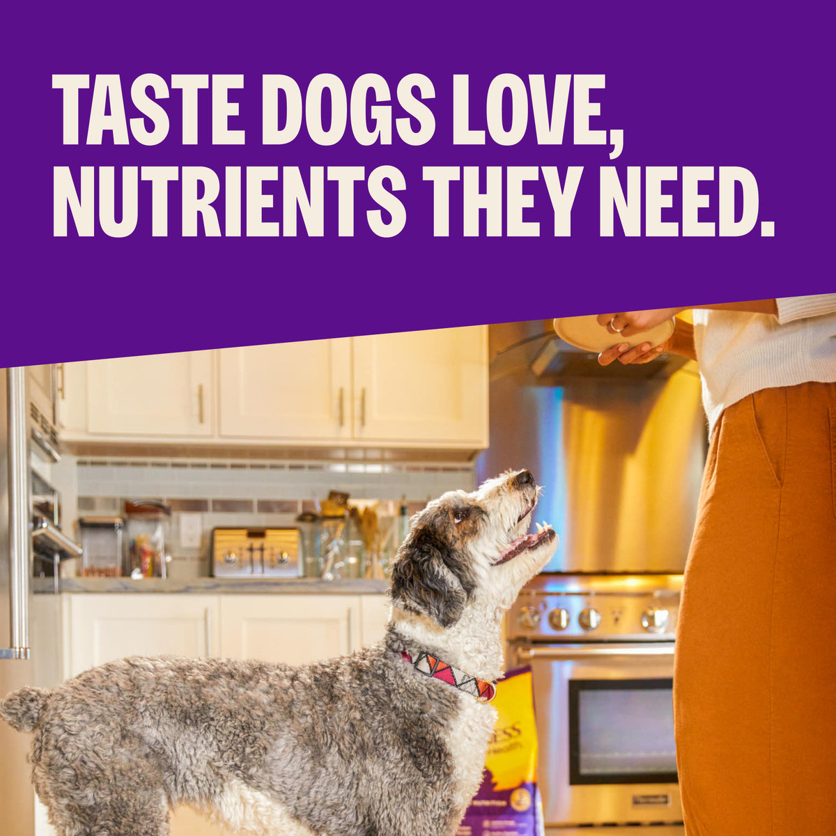 Wellness Complete Health Adult Whitefish & Sweet Potato Recipe Dry Dog Food