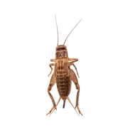 Apet Live Crickets Reptile Food each