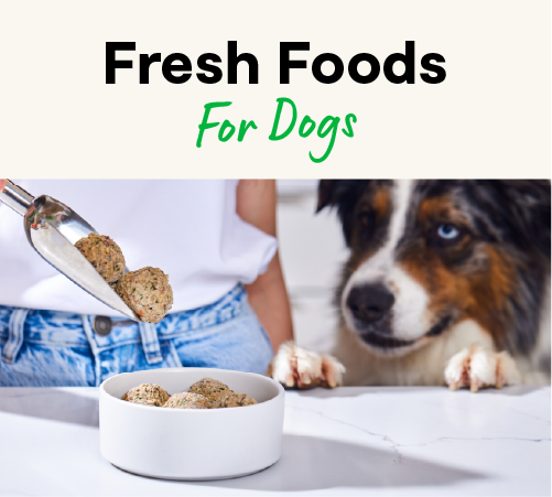 Fresh Dog Food
