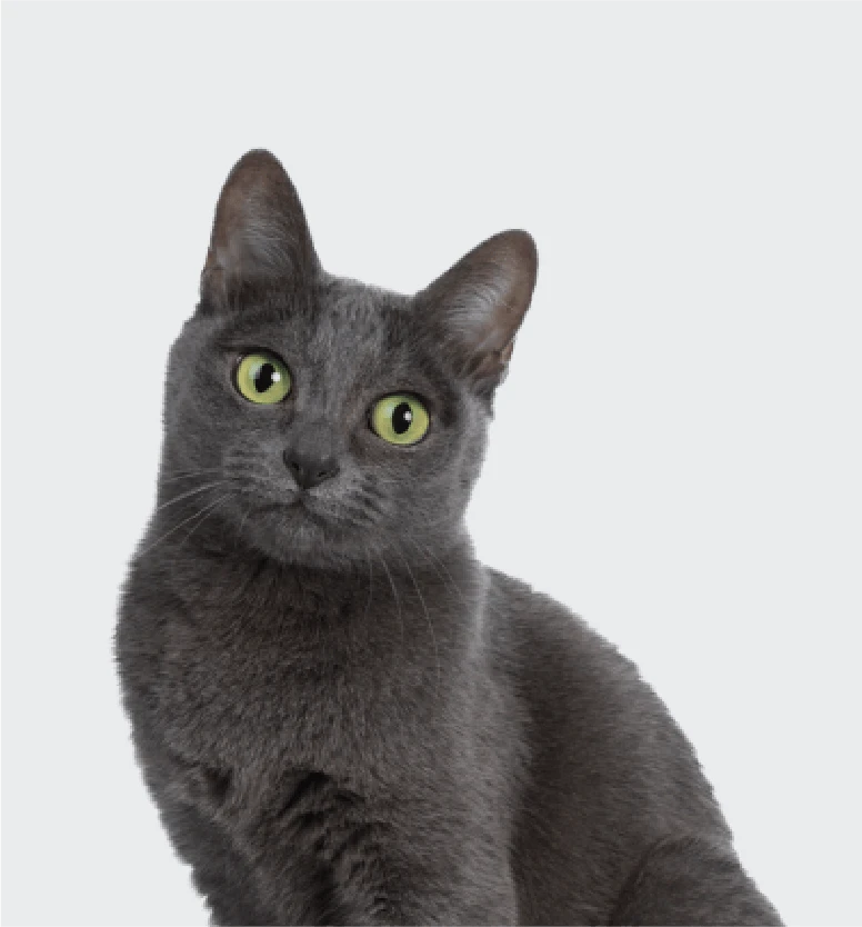 <strong>Cat</strong>