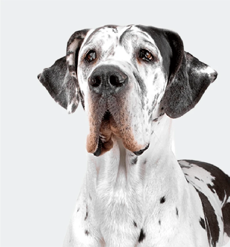 <strong>Extra Extra Large Dog</strong>
