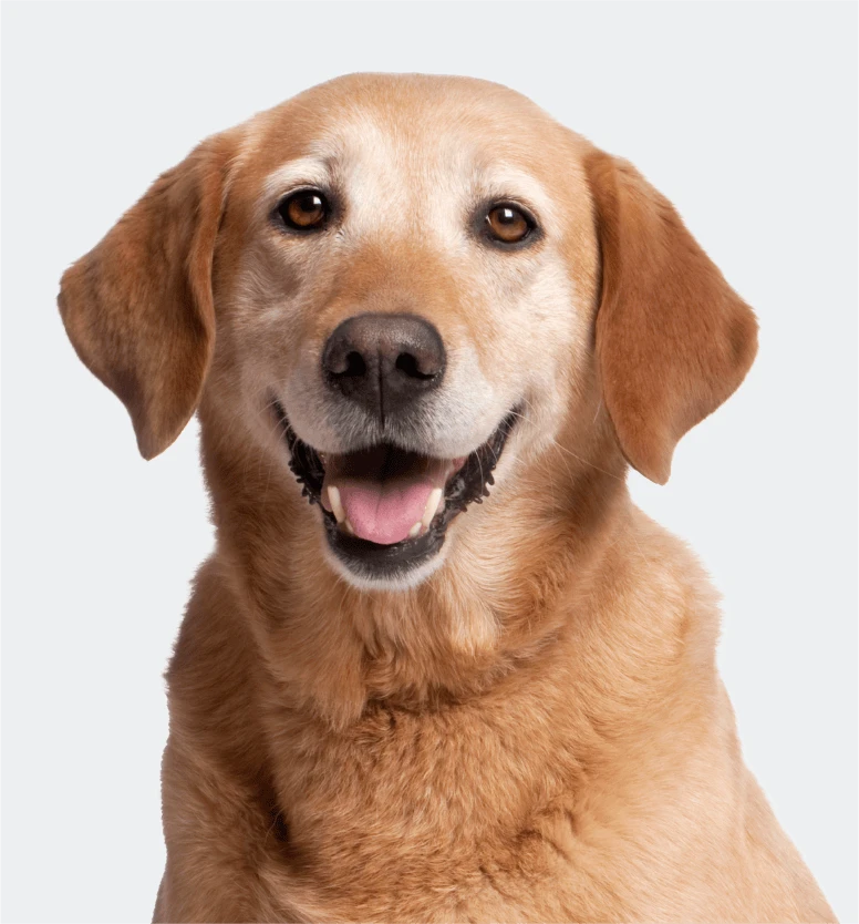 <strong>Extra Large Dog</strong>
