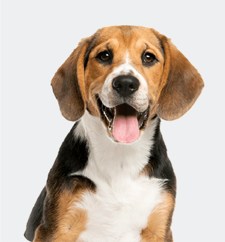 <strong>Medium Dog</strong>