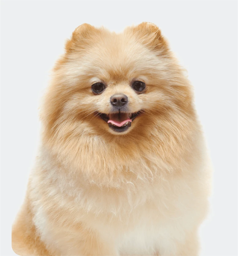 <strong>Small Dog</strong>