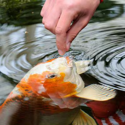 Tetra Pond Vibrance Color Enhancing Koi & Goldfish Sticks Food 4.94 oz