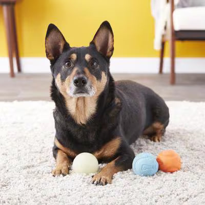 Chuckit! Fetch Medley Assorted Dog Balls 3 pk