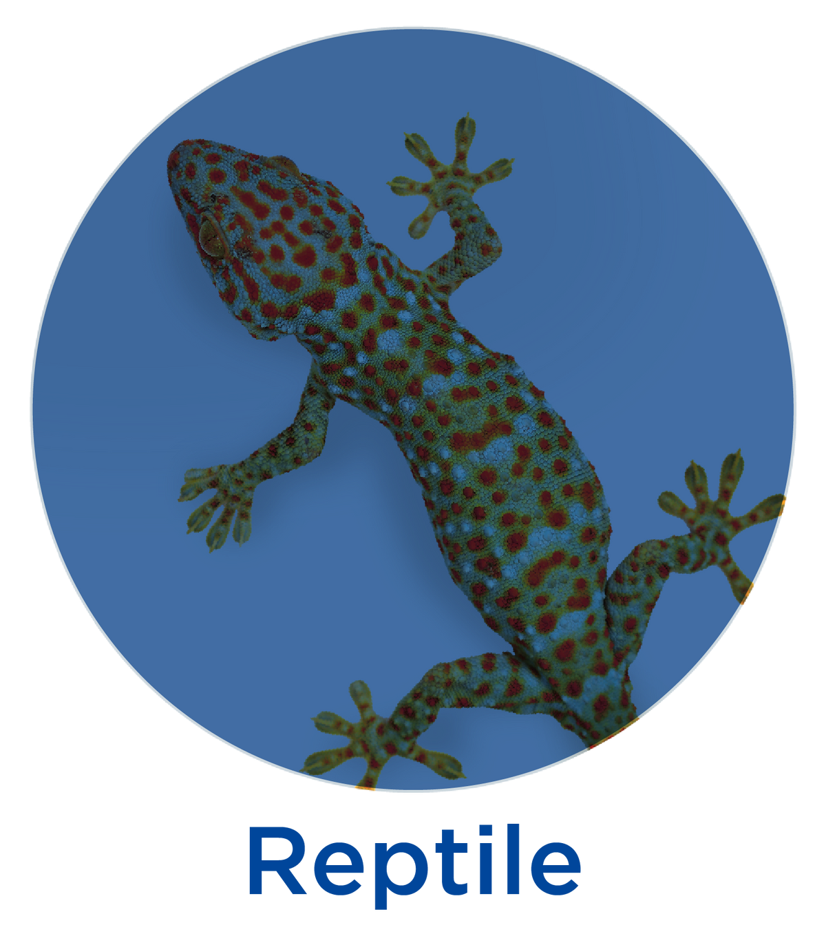 Reptile