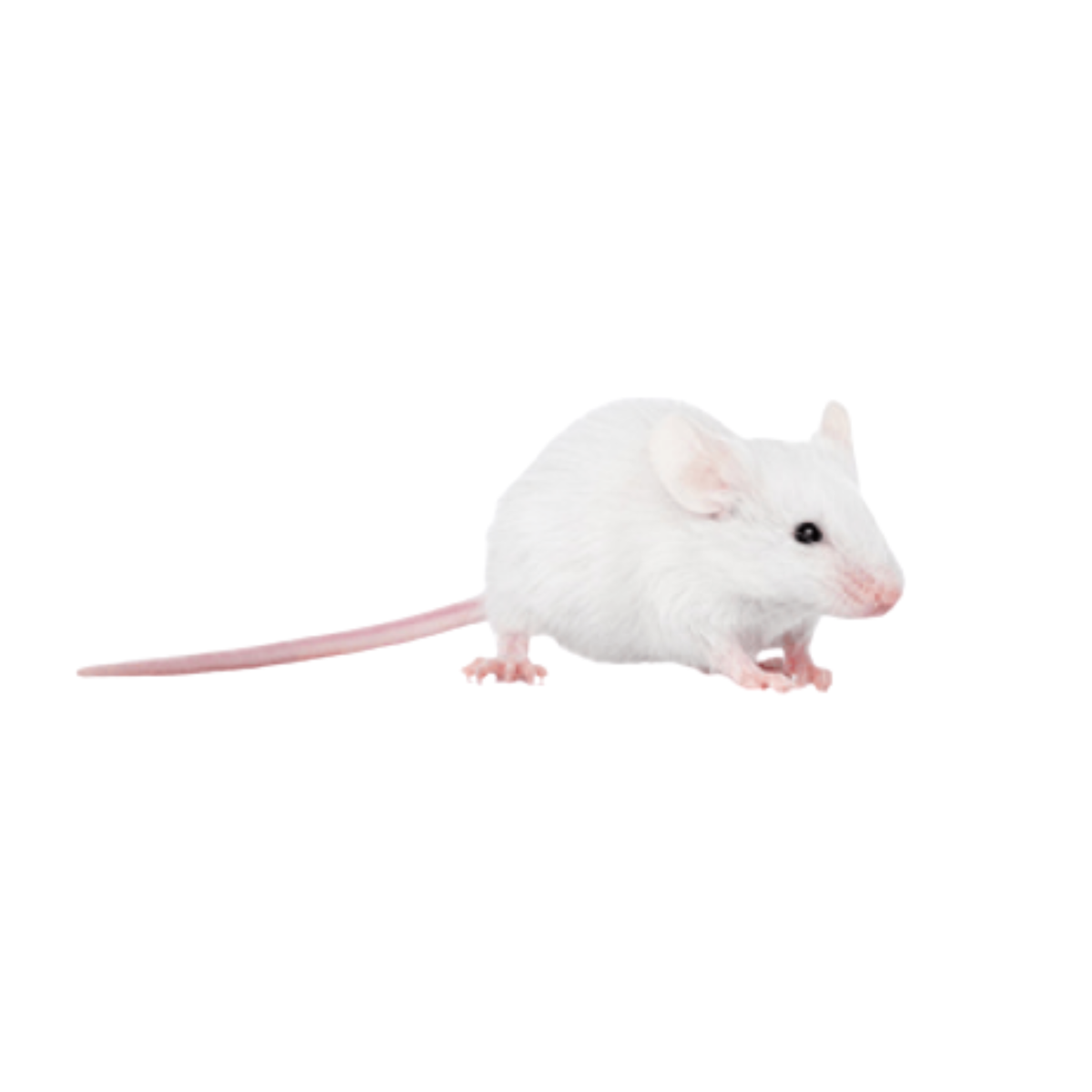 Rodent Pro Frozen Mice Reptile Food