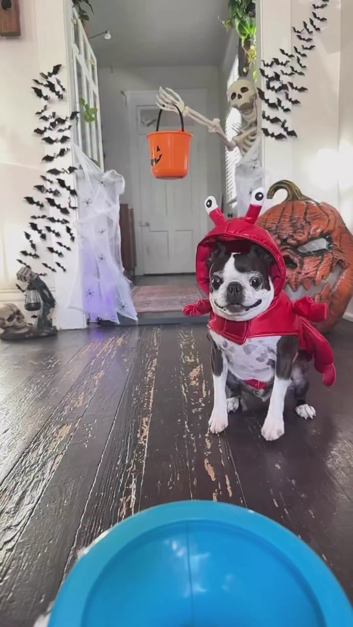 Load video: SILVERPAW Halloween Lobster Pet Costume
