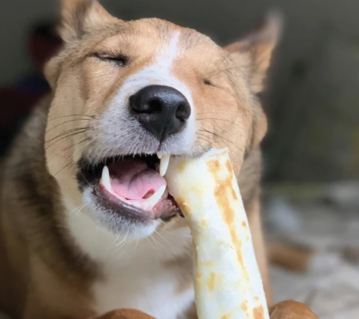 Earth Animal 7 in No-Hide Beef Chew For Dogs