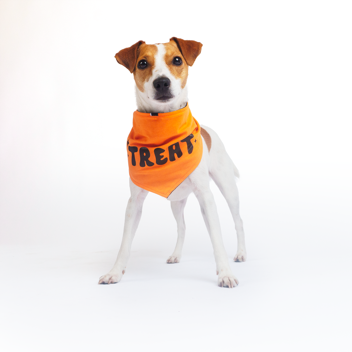 Silverpaw Halloween Reversible Trick or Treat Pet Bandana