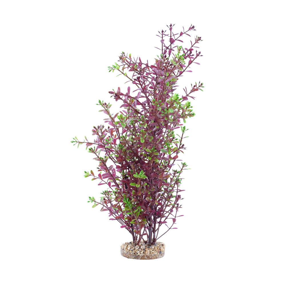 Fluval Red Rotala Aquarium Plant 10 in