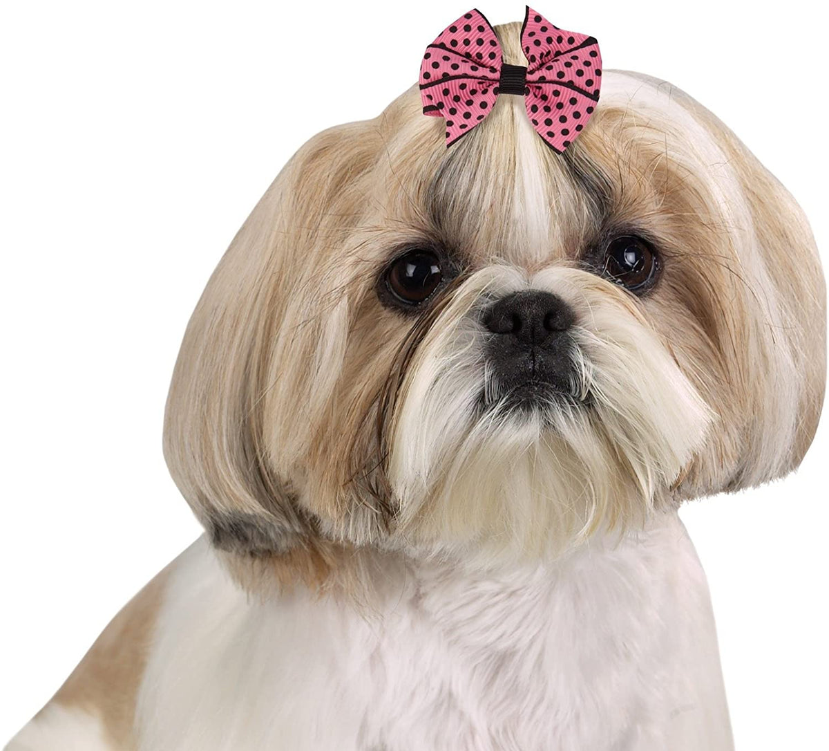 Aria Olivia Dog Bow