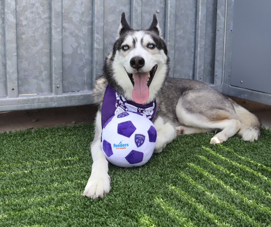 Pets First Limited Edition Louisville FC Plush Soccer Ball Dog Toy