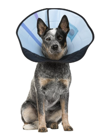 Calm Paws Soft Calming Recovery Dog E-Collar